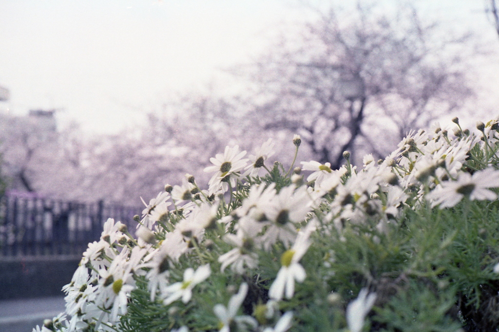 「桜バックで」 (film)