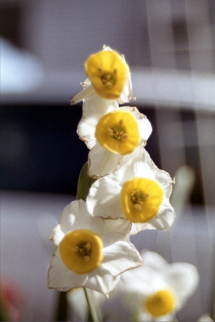 「スイセン」 (film)