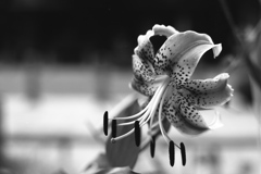 「summer」 (film:HR20)