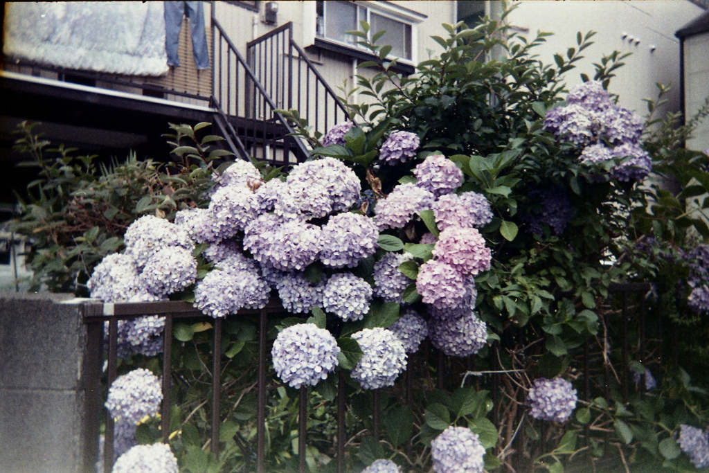 「ゆるphoto: 紫陽花」 (film)