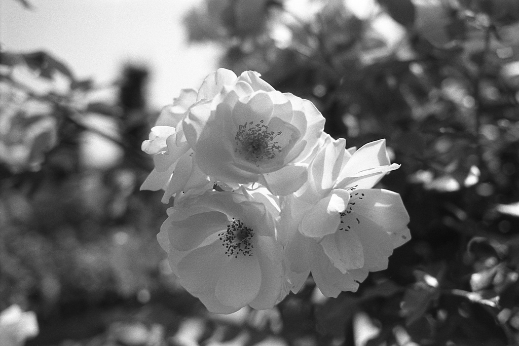 「薔薇園」 (film)