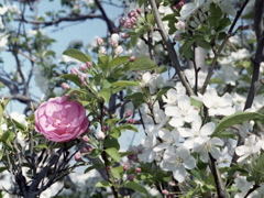 「紅白」 (film)