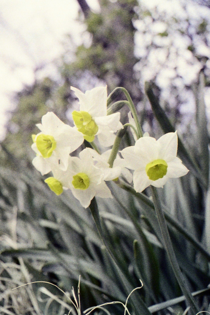 「水仙」 (film)