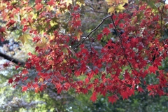 「秋公園」 (film)