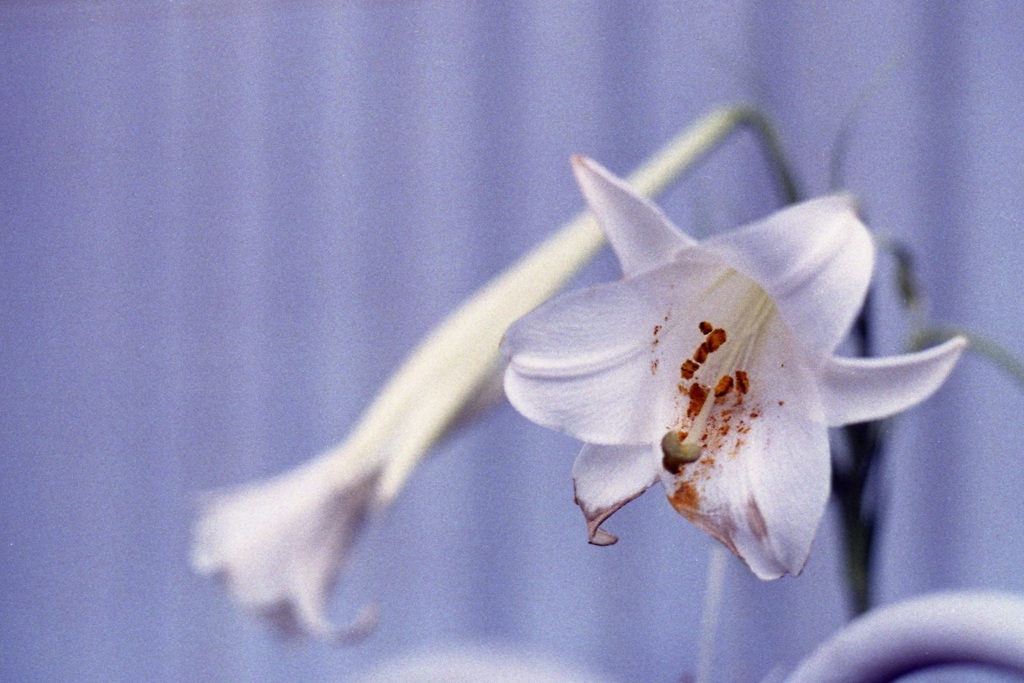 「Good-bye, lily」 (film)