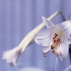 「Good-bye, lily」 (film)