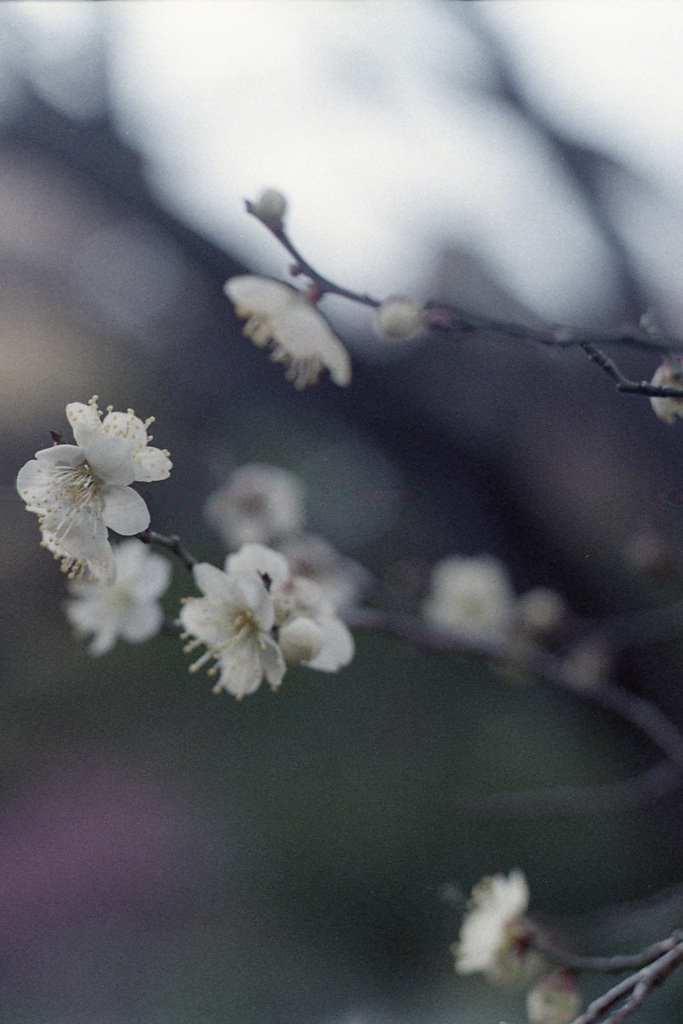「白梅」 (film)