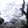 「古木桜」 (film)
