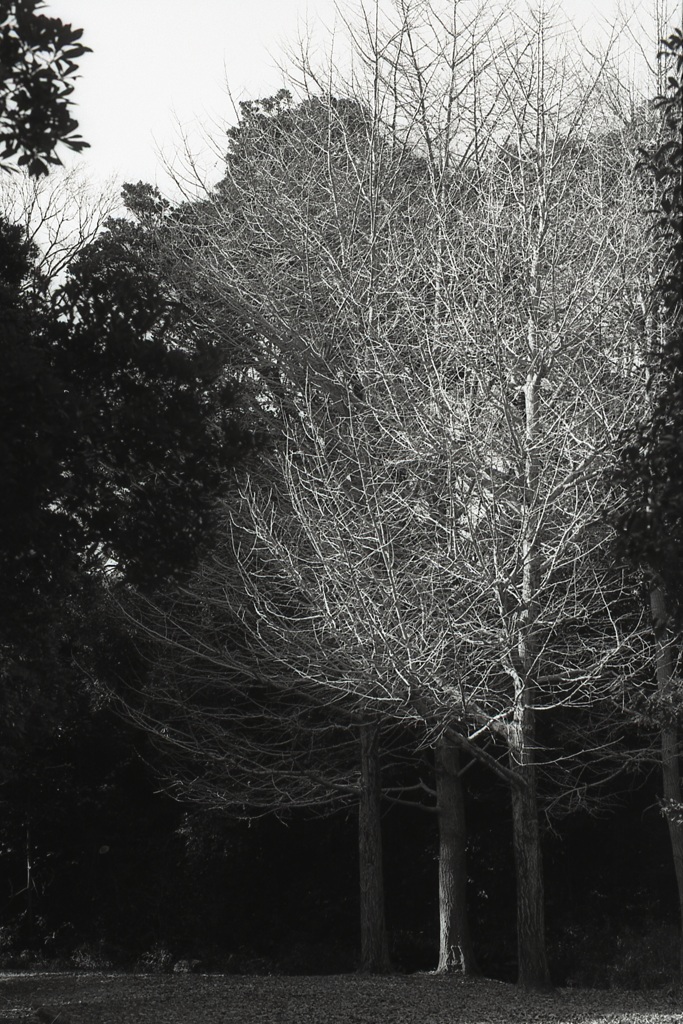 「冬の公園」 (film:HR20)