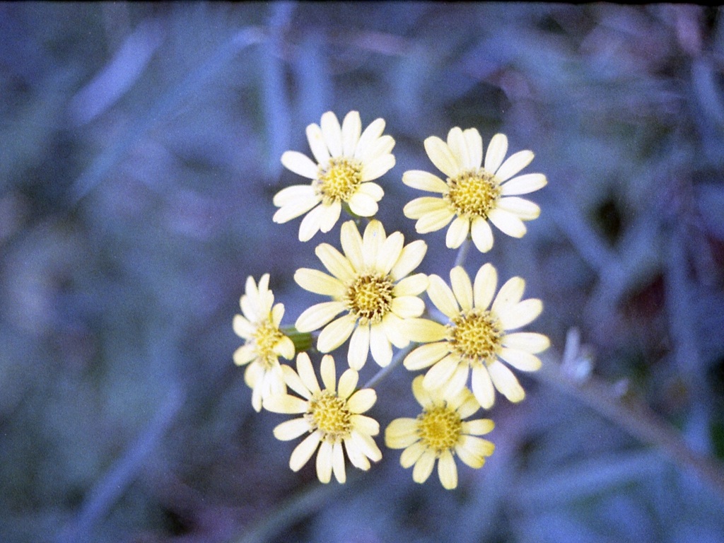 「flower」 (film)