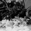 「お花です」 (film)