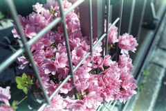 「街角Flower」 (film)
