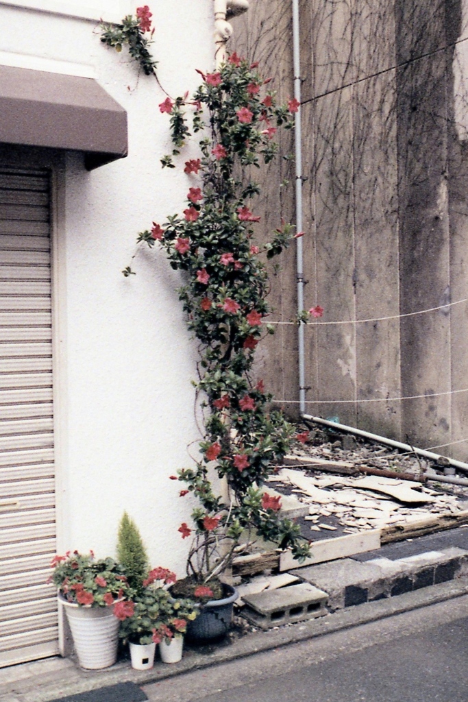 「路地の癒し」 (film)
