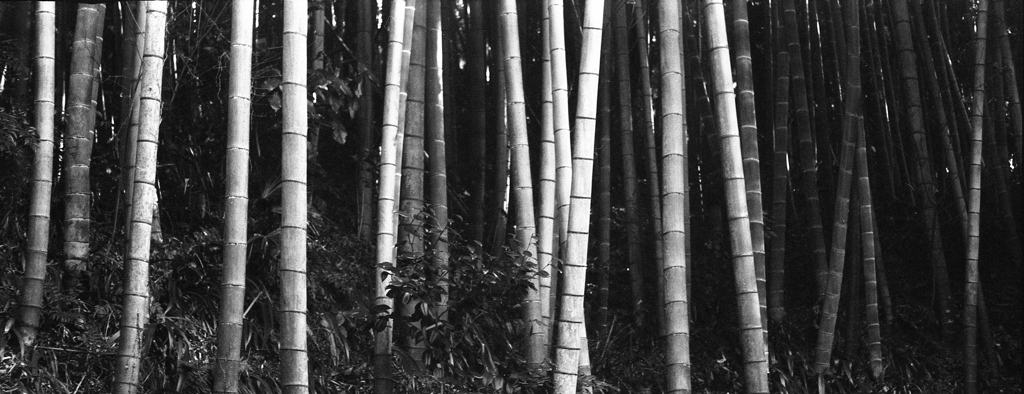 「Bambu」 (film)