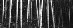 「Bambu」 (film)