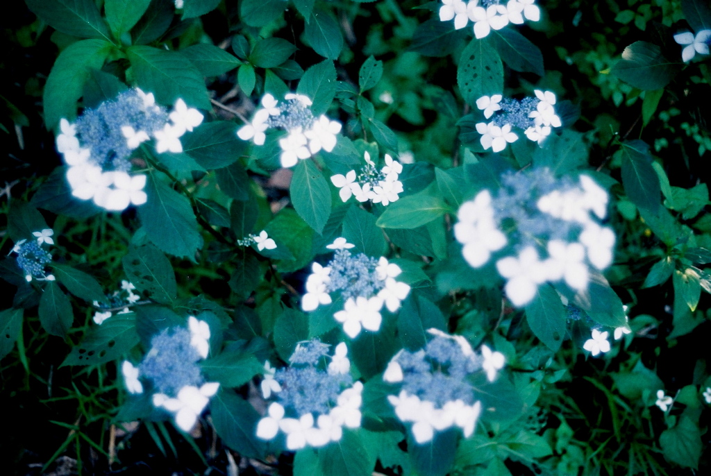 「hydrangea in dream」 (film)