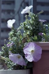 「Planter Word: 春 ③」 (film)