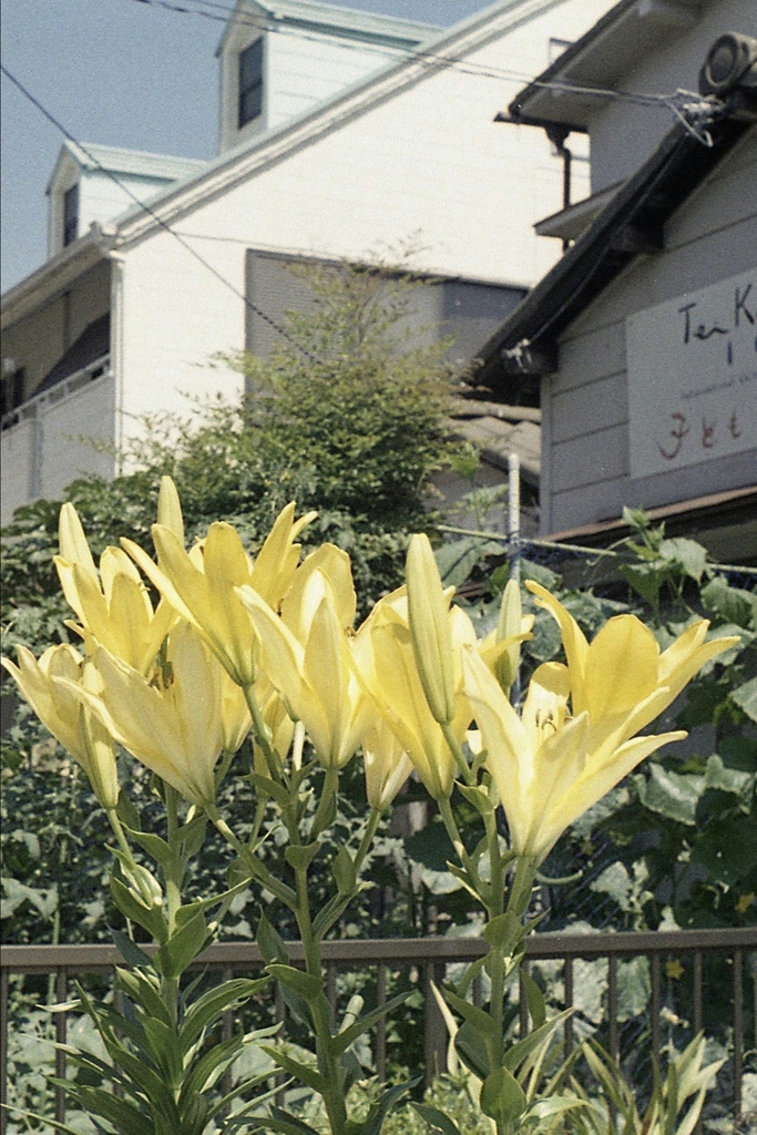 「Lily」 (film)