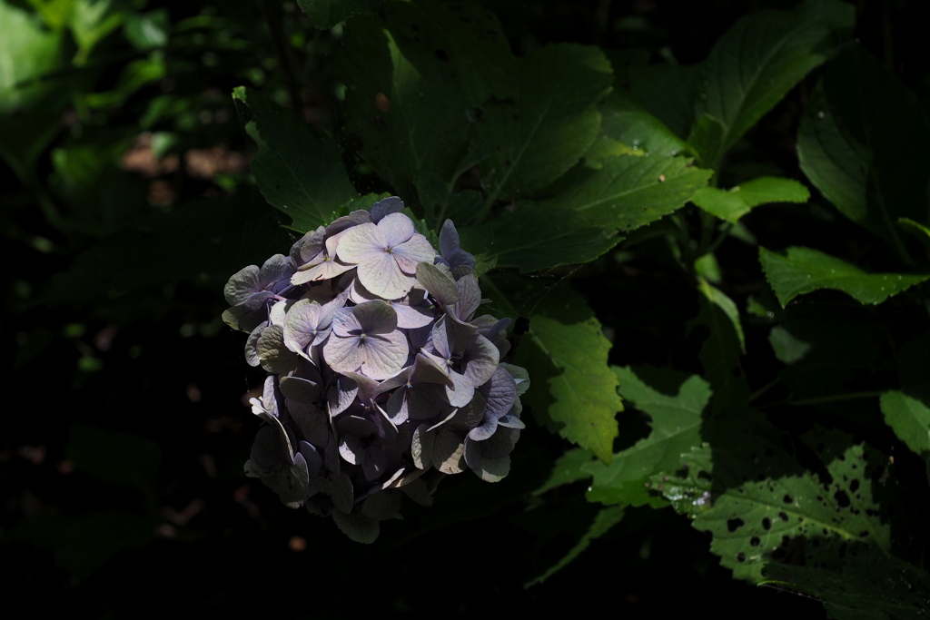 「Last Ajisai」