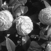 「ツバキ （少し前）」 (film)