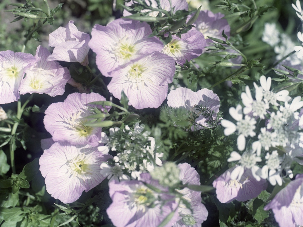 「ツキミソウ」 (film)