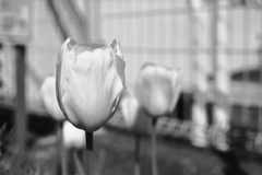 「tulip」 (film:HR20)