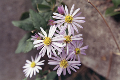 「シオン」 (film)