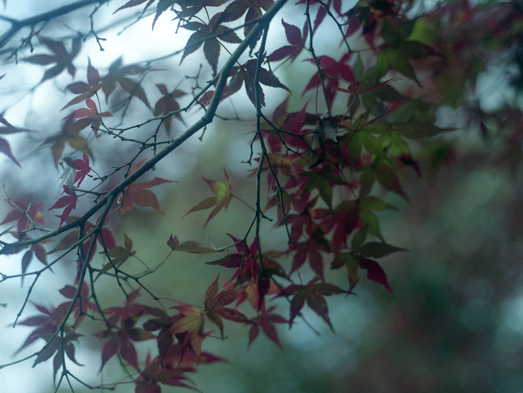 「Autumn」 (film)