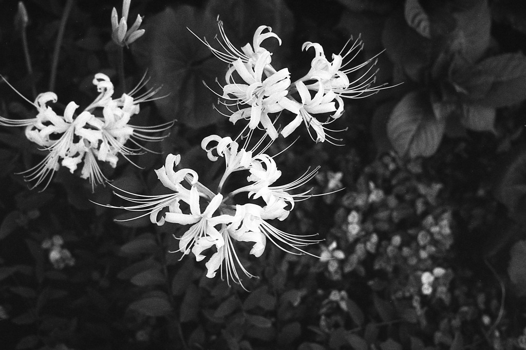 「白彼岸花」 (film)