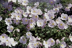 「街角flower」 (film)