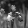 「あやめ」 (film)