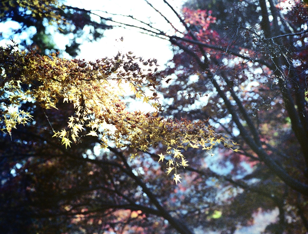 「楓」 (film)