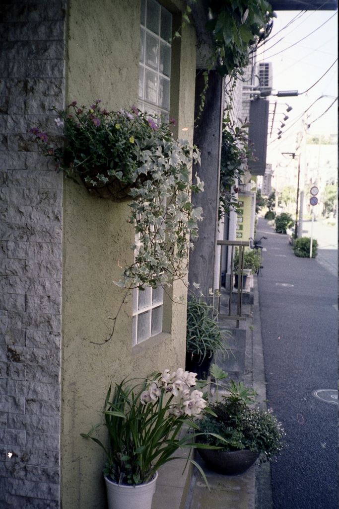 「IVY」 (film)