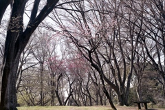 「春公園」 (film)