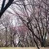 「春公園」 (film)