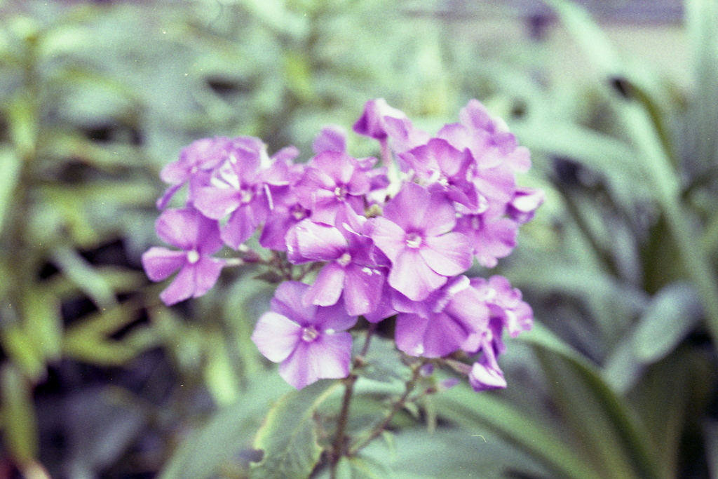 「flower」 (film)