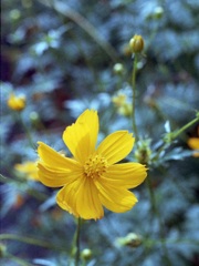 「街角flower」 (film)