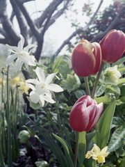 「tulip三昧」 (film)