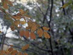 「Tiny Autumn」 (film)