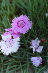 「散歩カメラ52」 (film) 「散歩カメラ52」 (film)