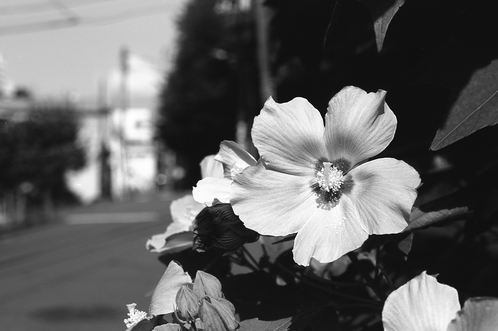 「summer」 (film:HR20)