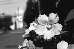 「summer」 (film:HR20)