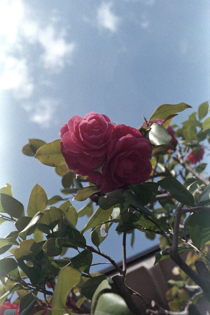 「街角Flower」 (film)