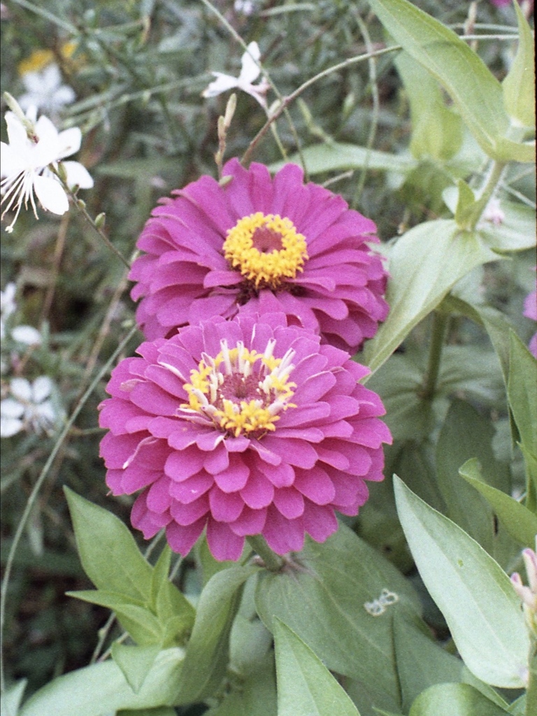 「街角flower」 (film)