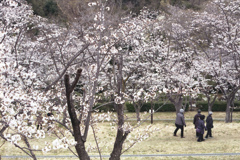 「春公園」 (film)