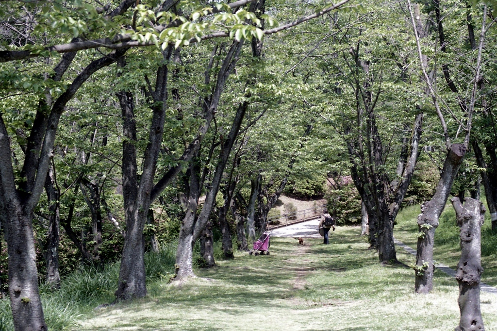 「桜の森」 (film)