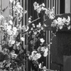 「白梅」 (film)