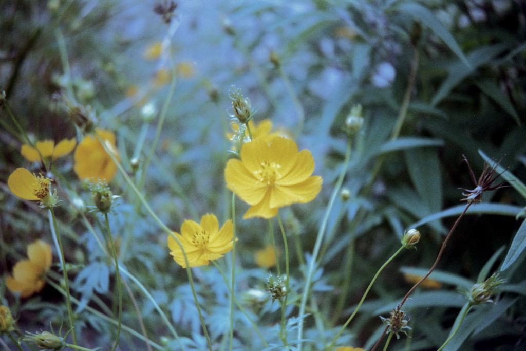 「yellow」 (film)