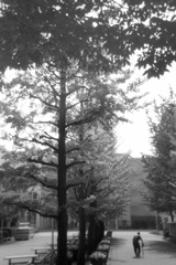 「summer afternoon」 (film)