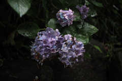 「Last Ajisai」